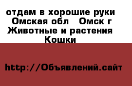 отдам в хорошие руки - Омская обл., Омск г. Животные и растения » Кошки   
